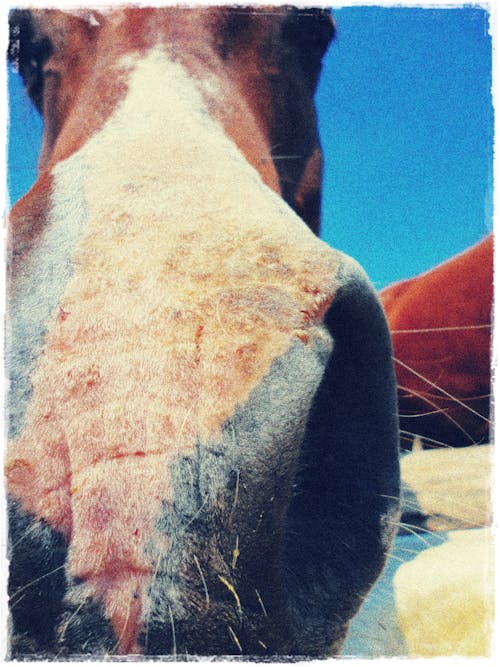 Free stock photo of animal, horse, nose