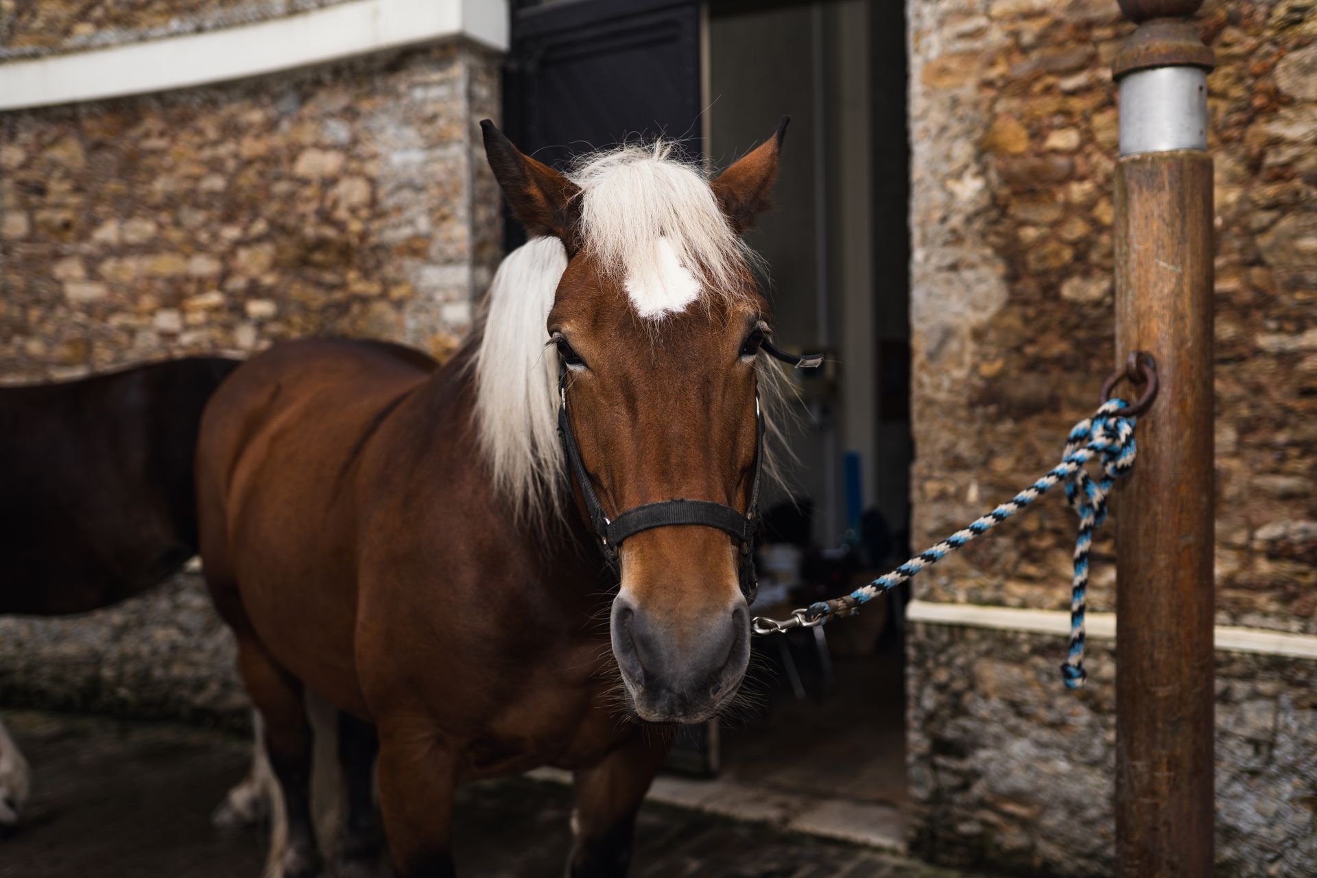 A detailed portrait of a brown horse tethered in a stable in Paris, showcasing its earthy tones.