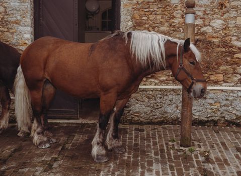 Side View of a Brown Horse 