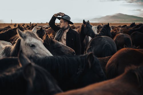 Fotobanka s bezplatnými fotkami na tému črieda, kone, kovbojský klobúk