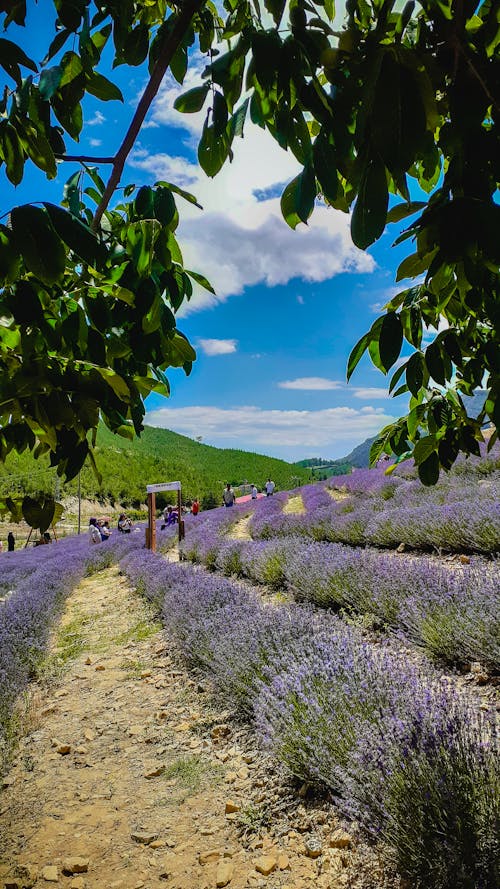 Immagine gratuita di agricoltura, albero, azienda agricola