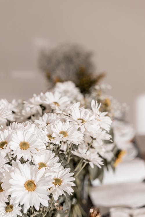 White Common Daisy Flowers in Close-up Photography