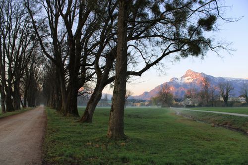 Free Hellbrunner Allee Stock Photo