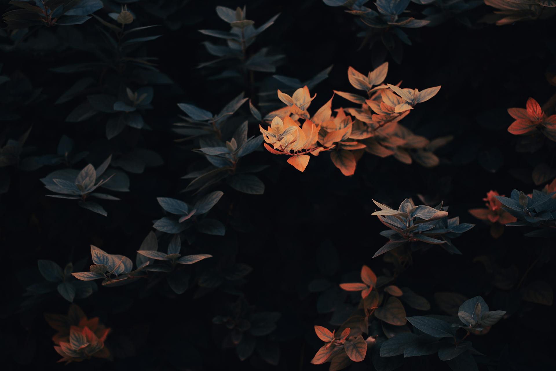 Brown Leaves on Black Background