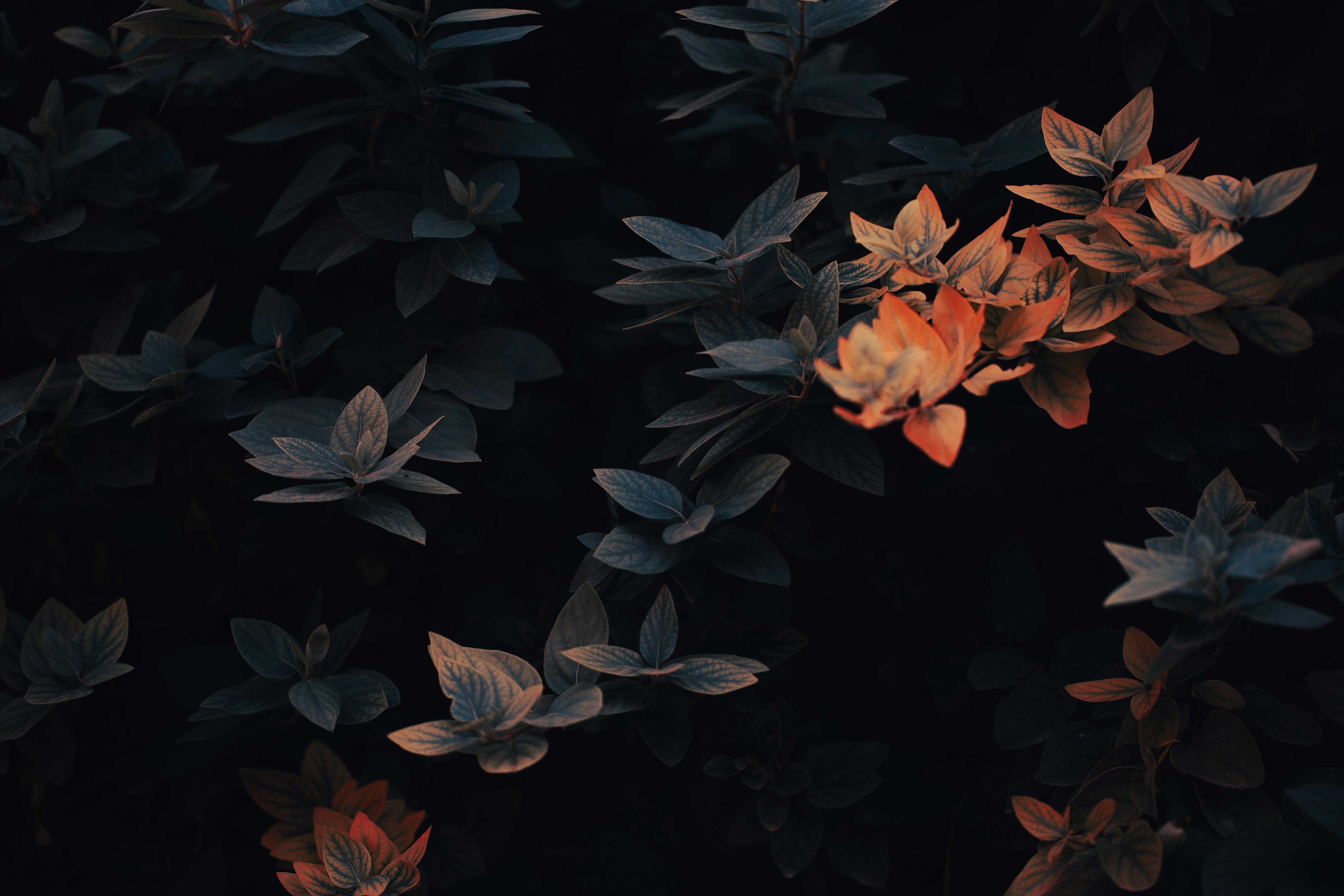 Decorative Shrub in Garden · Free Stock Photo