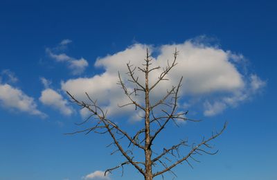 Solitary leafless dead tree standing against a blue sky with white clouds