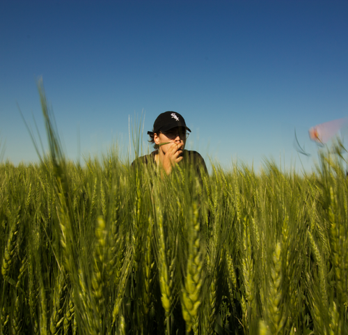 Free A man with a cap stands in a lush wheat field against a clear blue sky. Stock Photo