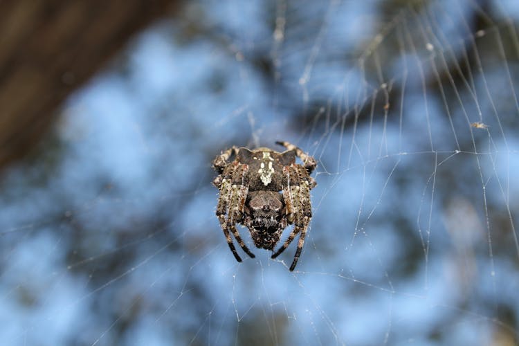 Texas Orb Weaver Spider