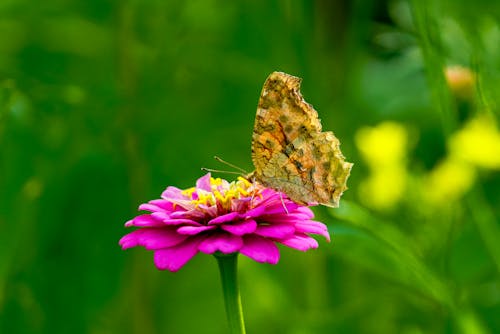 Free Brown Butterfly on Purple Flower Stock Photo