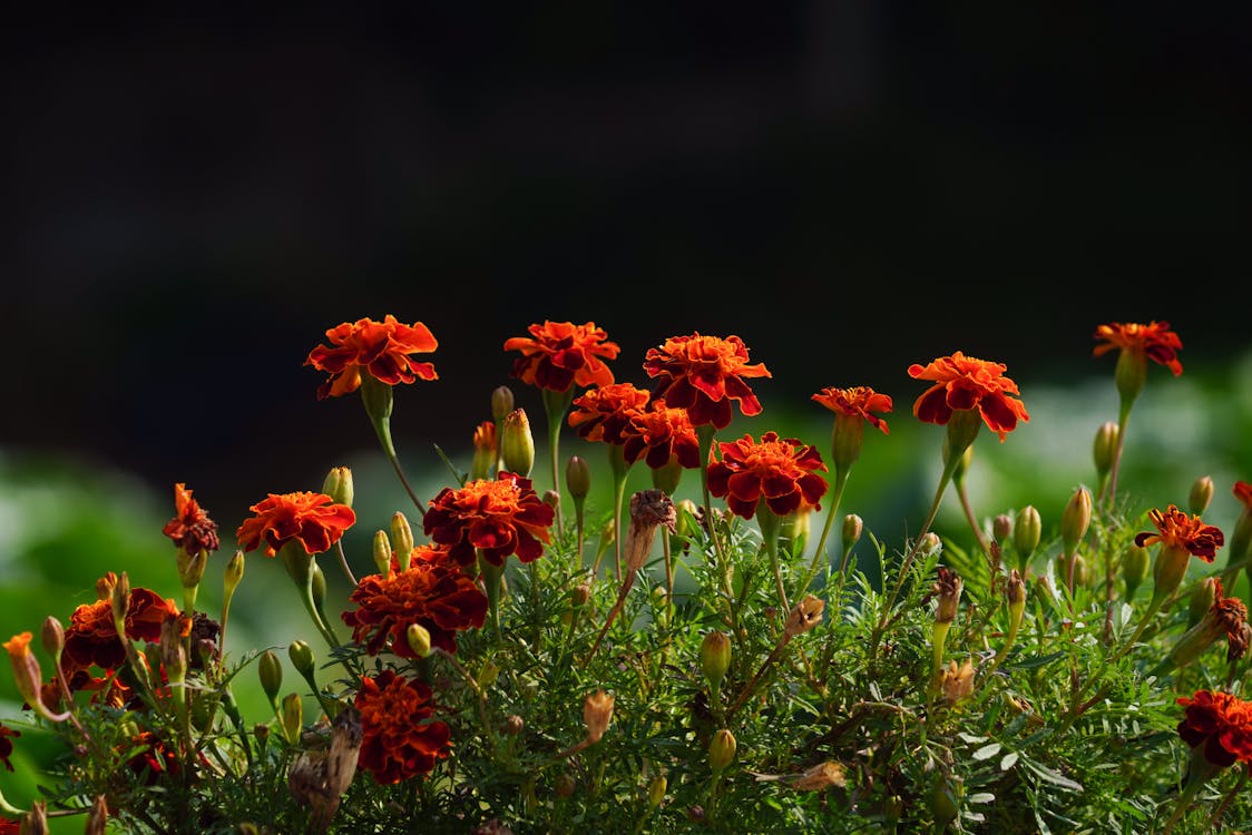 Free Close-Up Shot of Orange Marigolds in Bloom Stock Photo