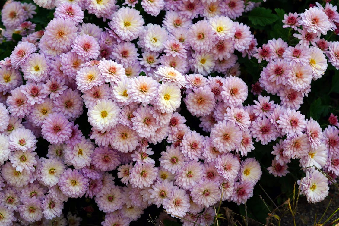 Close-Up Shot of Pink Chrysanthemums in Bloom