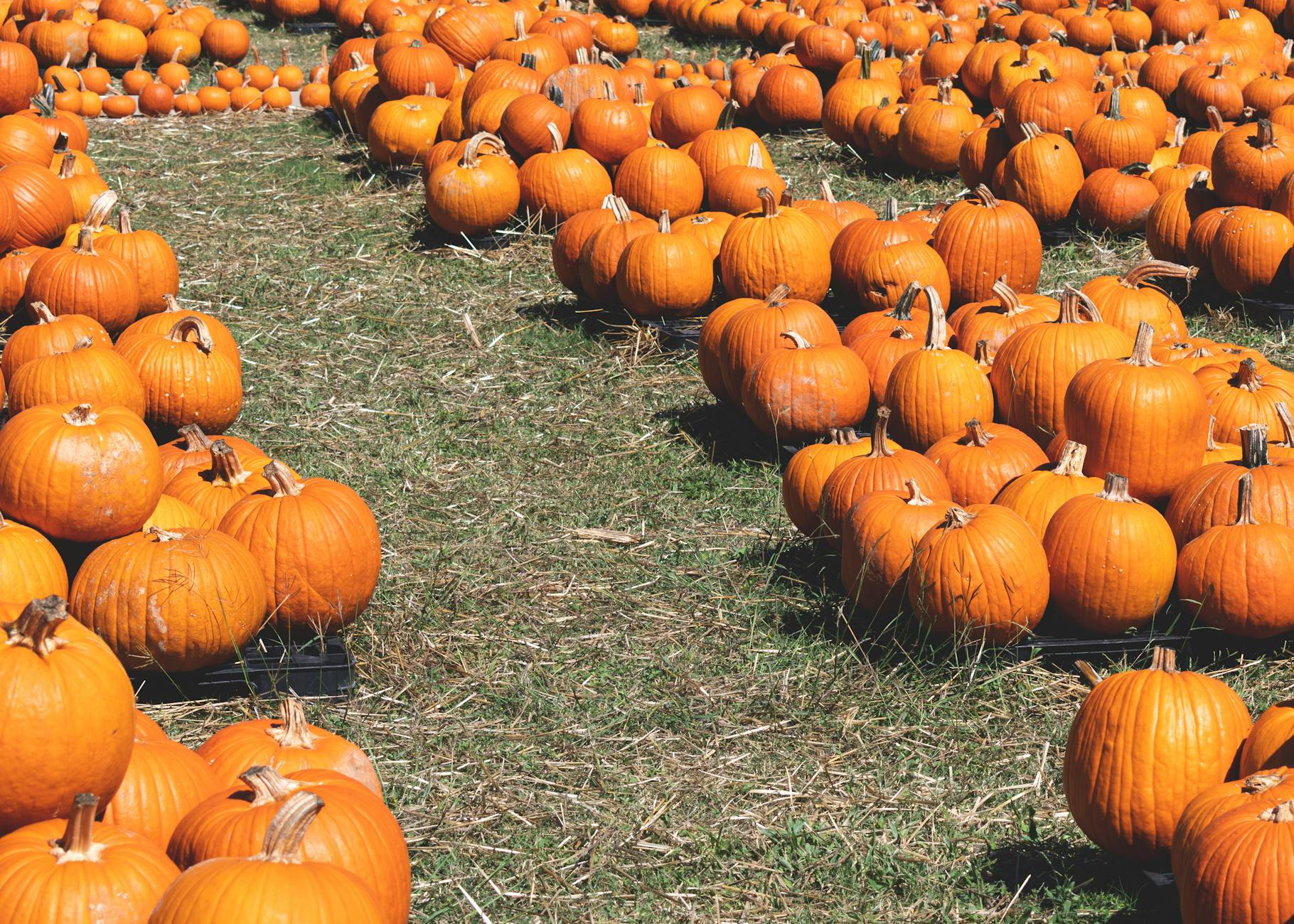 Súboj o senátne kreslo v Texase smeruje do druhého kola: Cornyn verzus Paxton 26. mája