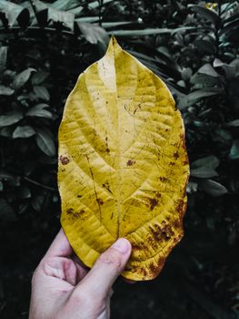 户外特写一片明亮的黄叶，细节与纹理清晰可见