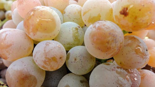 Free stock photo of grapes, vineyard, white wine