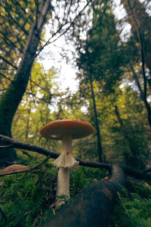 A Mushroom on the Forest Floor