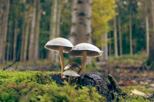 Foto d'estoc gratuïta de bolets, Boletus, botànic