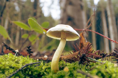 Free Detailed view of a small mushroom growing amidst green moss in a forest setting. Stock Photo