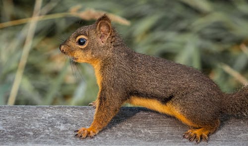 Kostenloses Stock Foto zu eichhörnchen, nagetier, nahansicht