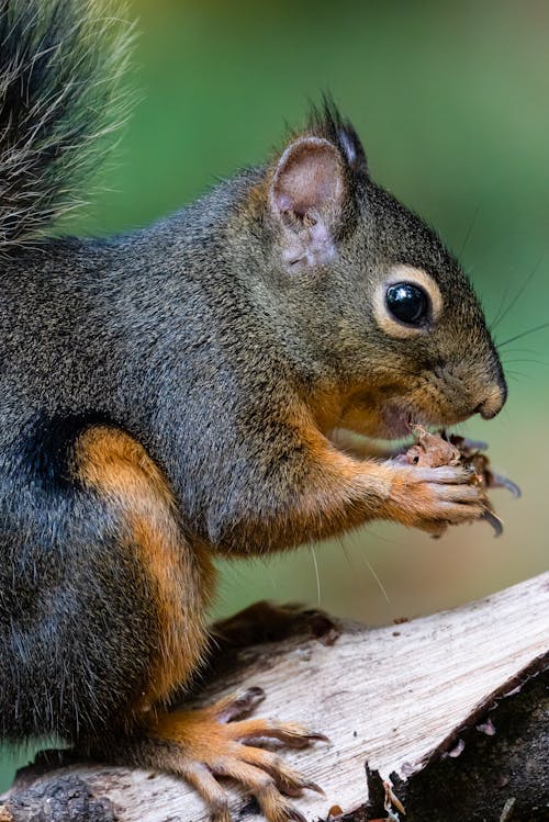 Kostenloses Stock Foto zu eichhörnchen, essen, nagetier