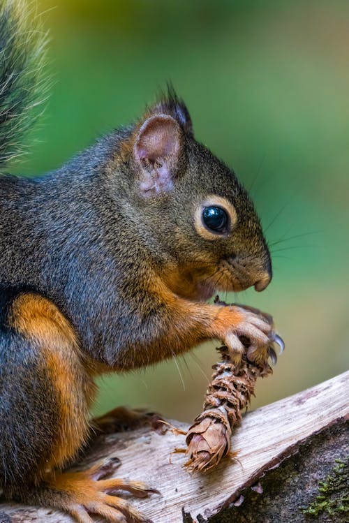 Kostenloses Stock Foto zu eichhörnchen, nagetier, nahansicht