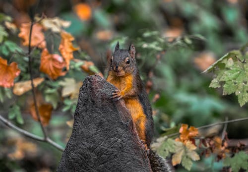 Kostenloses Stock Foto zu eichhörnchen, nagetier, nahansicht