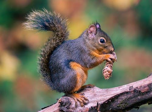 Kostenloses Stock Foto zu eichhörnchen, nagetier, nahansicht