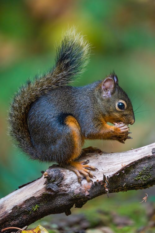 Kostenloses Stock Foto zu eichhörnchen, nagetier, nahansicht