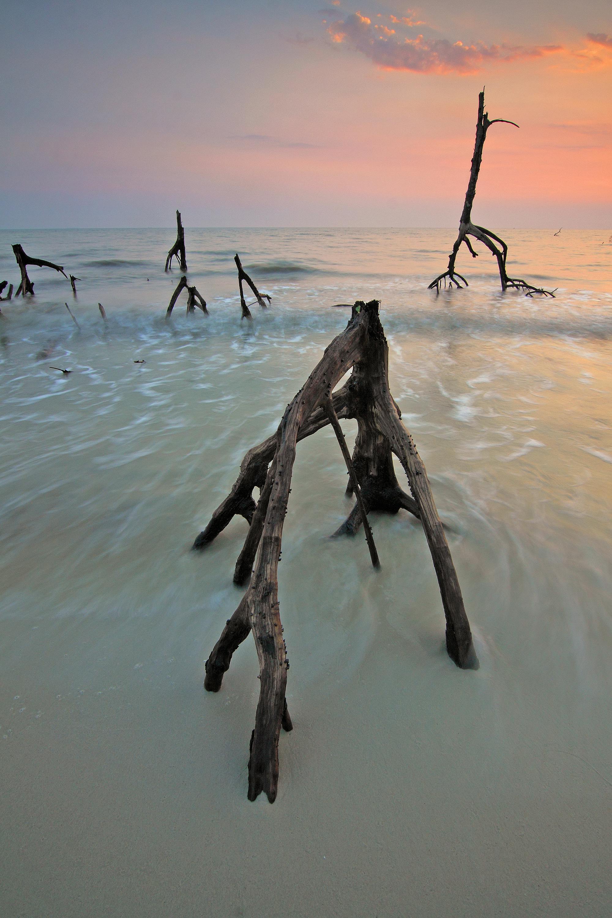 宁静的海滩上，布满皱纹的浮木映衬着绚烂的日落天空，非常适合旅行和自然主题