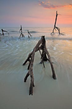 宁静的海滩上，布满皱纹的浮木映衬着绚烂的日落天空，非常适合旅行和自然主题