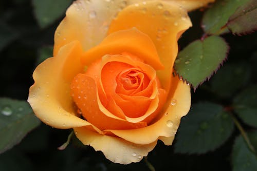 Morning Dew on Rose petals