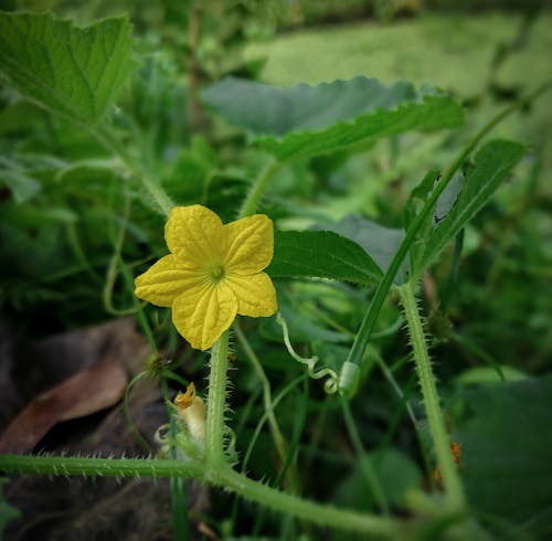 Rock Melon Flower 