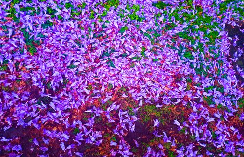 Free stock photo of flowers, jacaranda Stock Photo