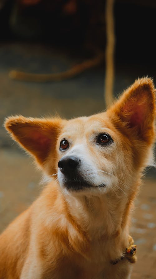 Imagine de stoc gratuită din a închide, adorabil, animal