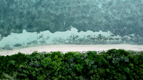 Free Aerial view of a pristine beach with turquoise water and lush greenery in San Miguel de Cozumel, Mexico. Stock Photo