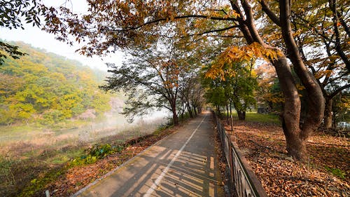 Free Walkway Beside Trees and a River Stock Photo