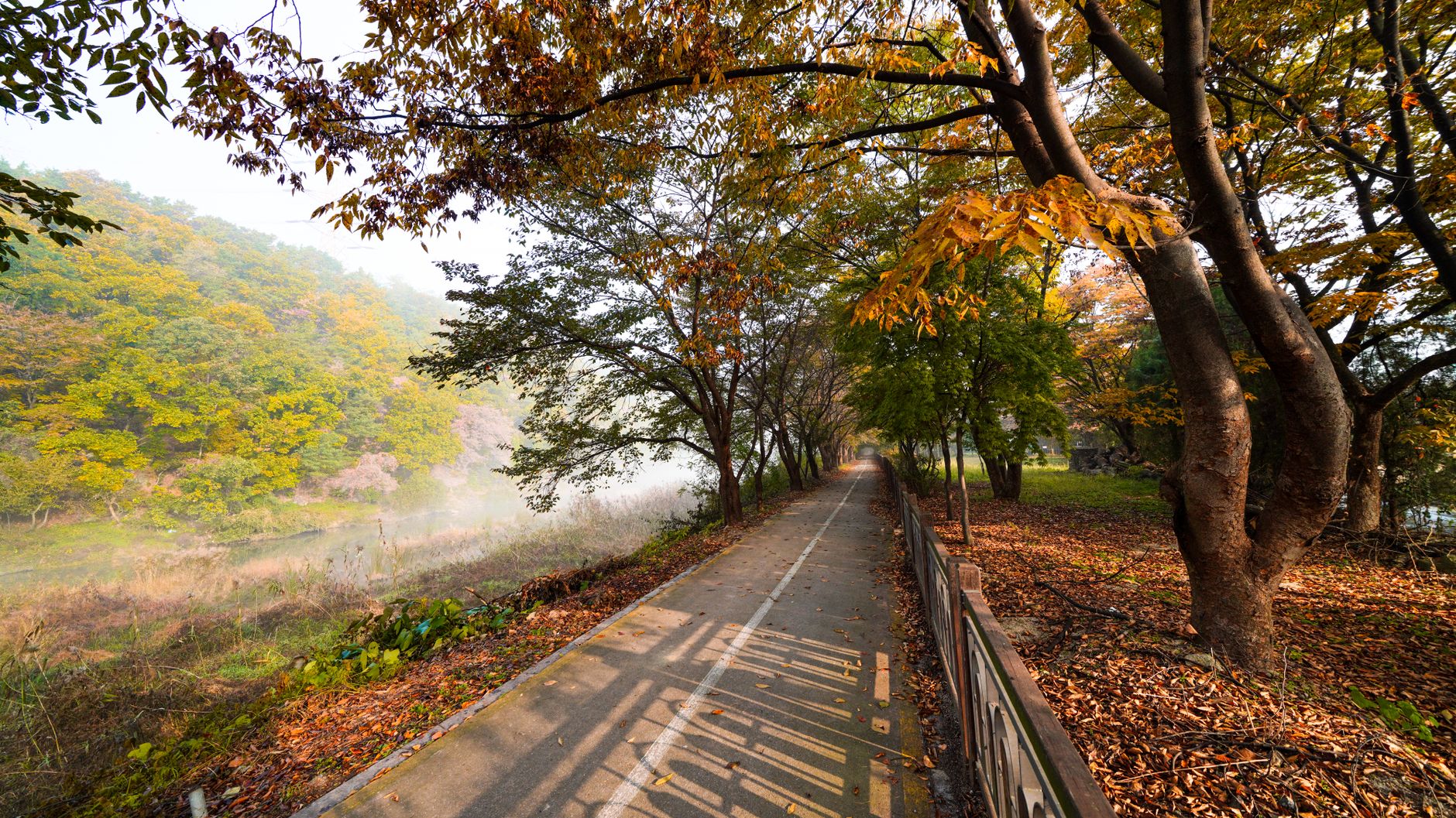 Scenic autumn pathway in a foggy park with trees shedding colorful leaves.