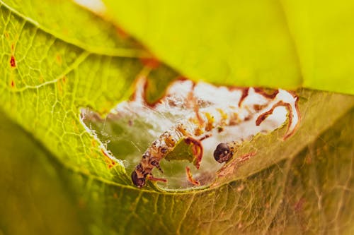 Caterpillar on a Leaf 