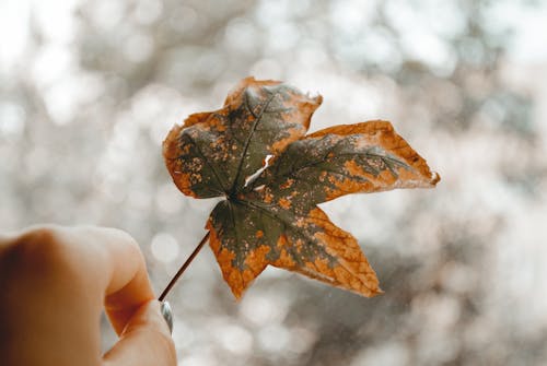 Free Close-Up Photography of Person Holding Autumn Leaf Stock Photo