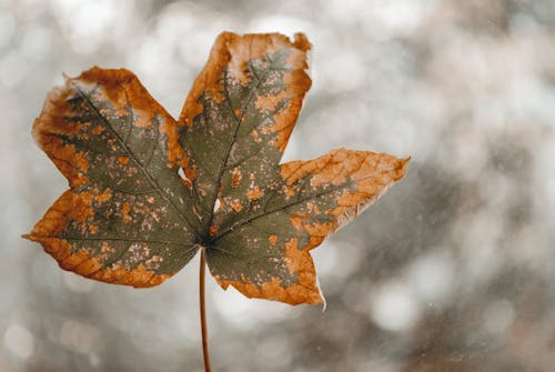 회색과 주황색 잎의 선택적 초점 사진