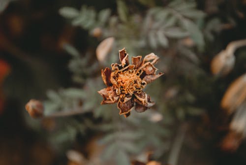 Free Dried Brown Marigold Flower Selective-focus Photography Stock Photo