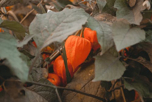 주황색 꽃잎 꽃의 근접 사진