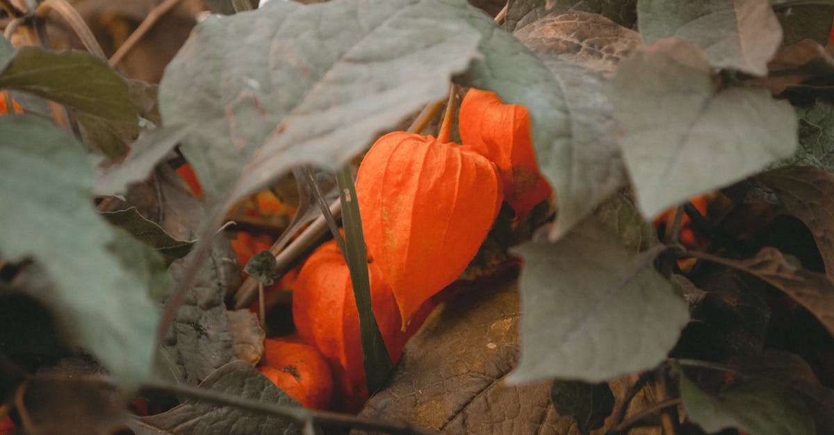 How do you get rid of squash bugs in your garden