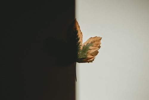 무료 녹색과 갈색 잎 스톡 사진