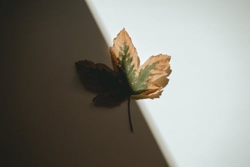 カエデの葉のクローズアップ写真