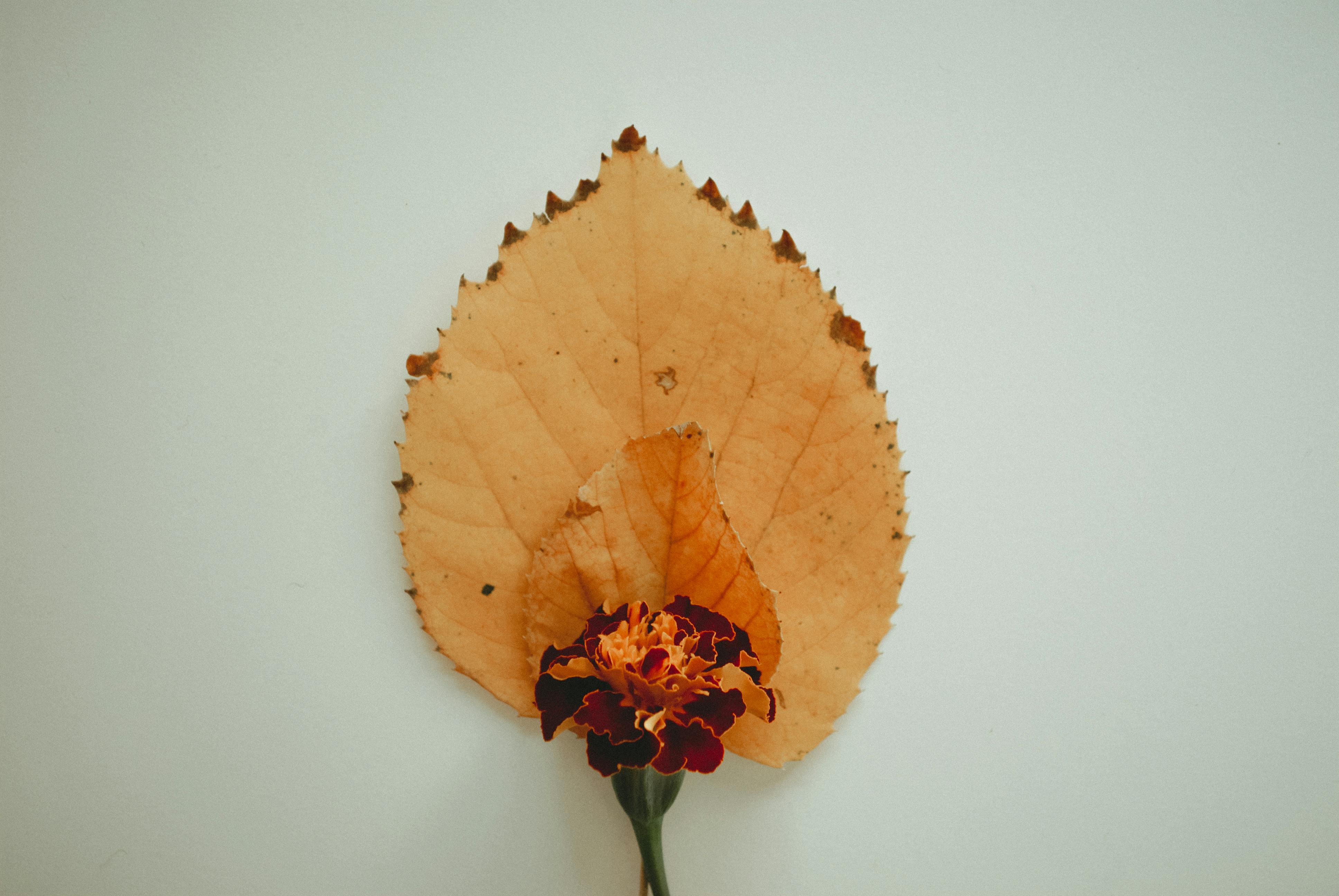 万寿菊与秋叶的艺术安排，是完美的自然装饰