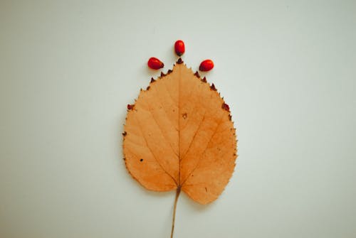 Beiges Blatt Und Drei Rote Früchte Auf Weißer Oberfläche