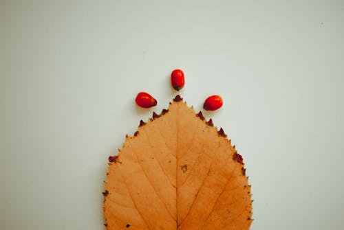 Brown Leaf on White Surface