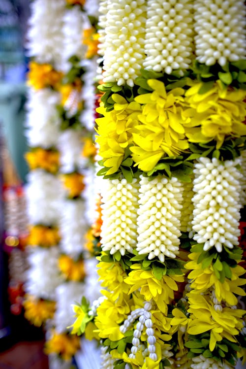 Gratis lagerfoto af blomst, blomster marked, jasmin