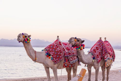Two Camels Standing on the Beach