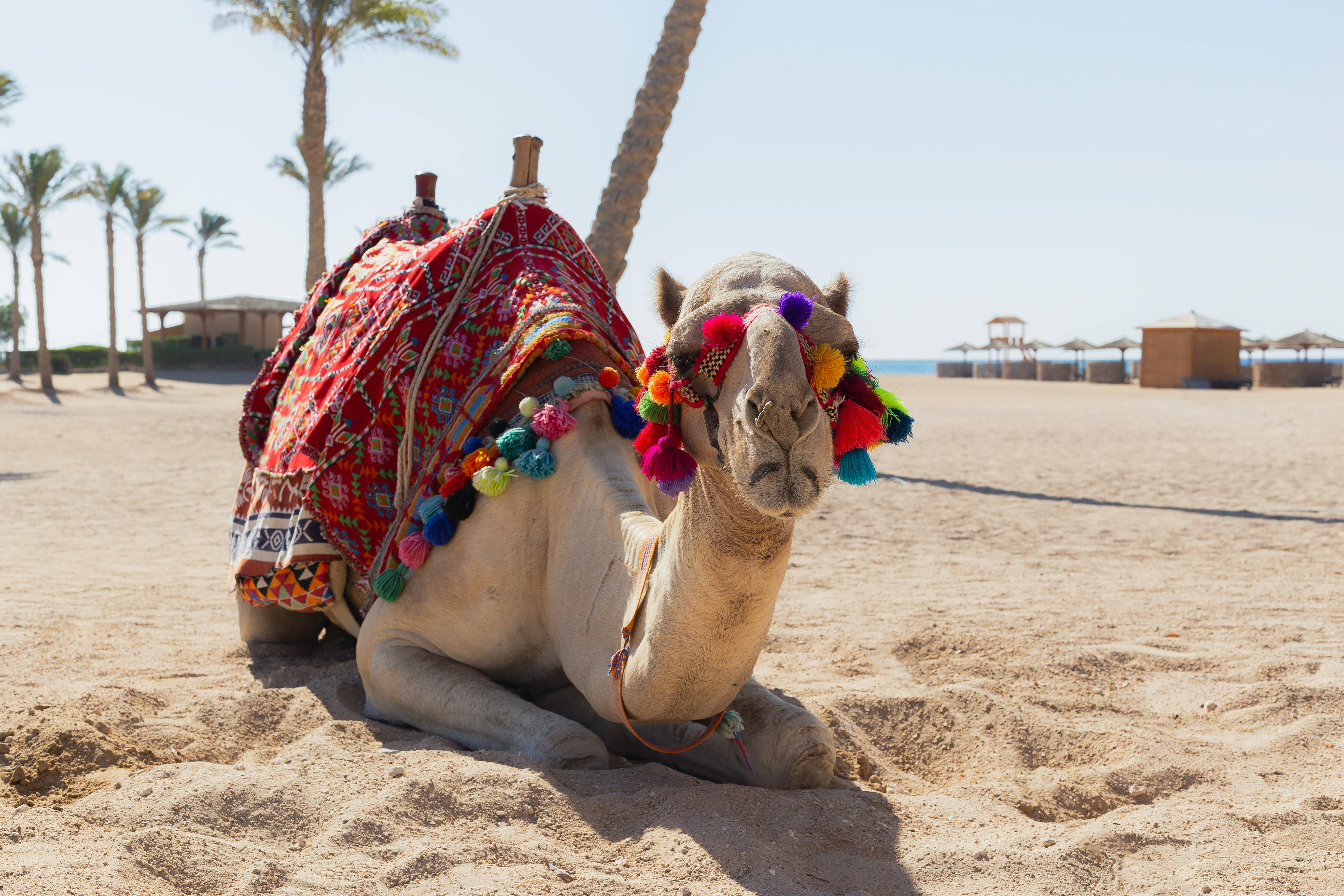 A vibrant camel in traditional attire resting on a sunny Egyptian desert beach with palm trees.